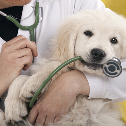 First Aid for Canines
