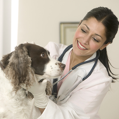 Veterinary Support Assistant